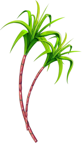 Sugarcane